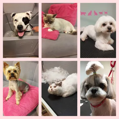 Salon strzyżenia psów i kotów KORA